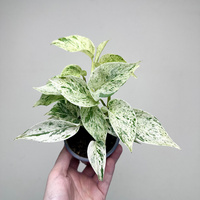 Epipremnum aureum Snow Queen P9