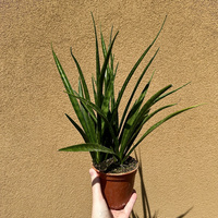 Sansewieria Friends Sansevieria kirkii P12