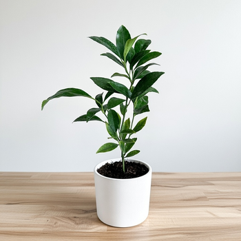 Limequat drzewko cytrusowe P12