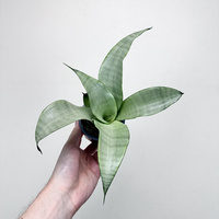 Sansewieria Moonshine Sansevieria trifasciata P9