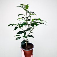 Ficus benjamina Danielle Fikus P12