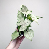 Syngonium Grey Ghost P9