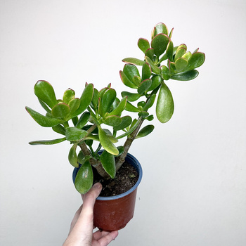 Crassula ovata Sunset Grubosz Drzewko Szczęścia P14