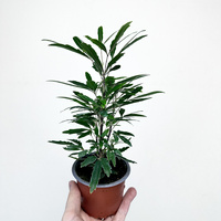 Plerandra elegantissima Szeflera Dizygoteka Schefflera Dizygotheca P9