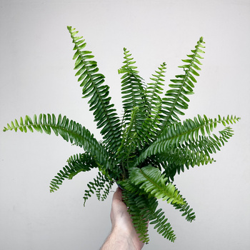 Paproć Kimberly Queen P9