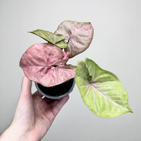 Syngonium Neon Robusta Zroślicha P9