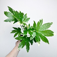 Fatsia Japonica Variegata Facja Japońska P9