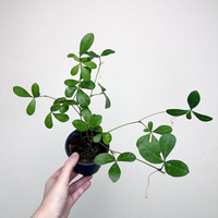 Cissus digitata Cissus palczasty