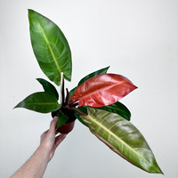 Philodendron Red Sun Filodendron
