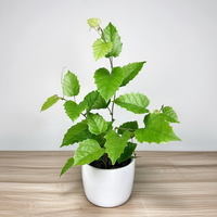 Cissus australijski Cissus antarctica P12