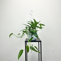 Monstera Obliqua Colombian Form P19 wisząca