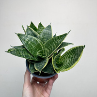 Sansewieria gwinejska Golden Hahnii Sansevieria trifasciata P12