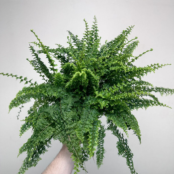 Paproć Green Fantasy Nephrolepis P12