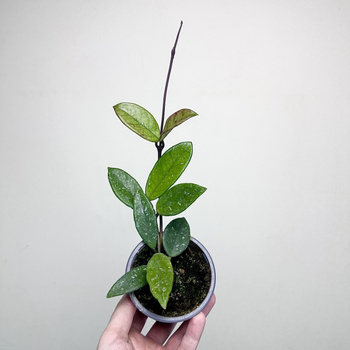 Hoya Carnosa Wilbur Graves Hoja P9