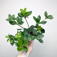 Peperomia Pereskiifolia P9