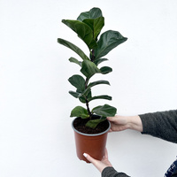 Ficus Lyrata Bambino Fikus Dębolistny Figowiec P17