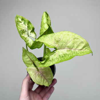 Syngonium Mango Allusion Zroślicha P9