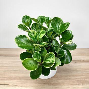 Peperomia obtusifolia Marble Variegata P17