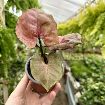 Syngonium Strawberry Ice P9