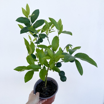 Mandarynka drzewko cytrusowe z owocami P17