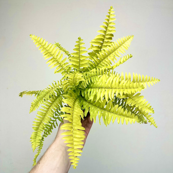 Paproć Nephrolepis Boston Blonde Nefrolepis wyniosły P9