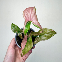 Syngonium Red Spot Zroślicha P9