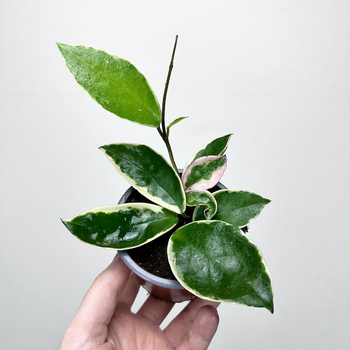 Hoya Carnosa Krimson Queen Hoja P9