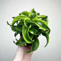 Dracaena fragrans Tornado Dracena P11