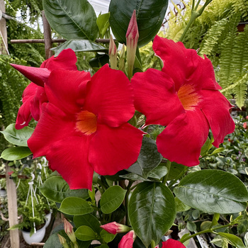 Mandevilla Sundaville Early Scarlet Dipladenia Czerwona na drabince
