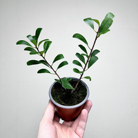 Ficus Deltoidea Fikus Deltolistny P9