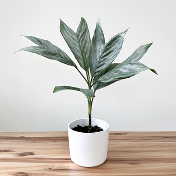 Chamaedorea Metallica Chamedora Palma XL