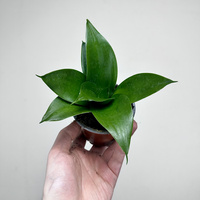 Sansewieria gwinejska Hahnii Black Sansevieria trifasciata P9