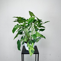 Syngonium Mottled Mojito Zroślicha P19 wisząca