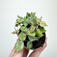 Hoya Curtisii Hoja P6