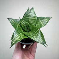 Sansewieria gwinejska Green Hahnii Sansevieria trifasciata P9