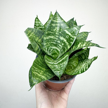 Sansewieria gwinejska Green Hahnii Sansevieria trifasciata P12