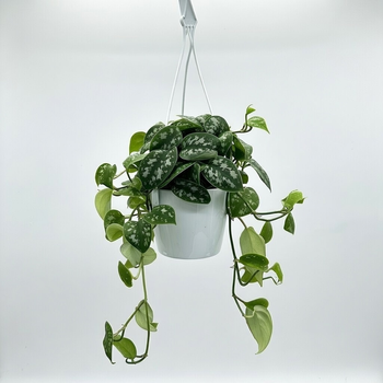 Scindapsus Pictus Argyraeus Scindapsus pstry P15 wisząca