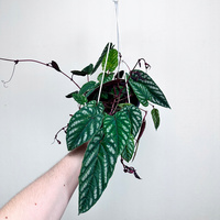 Cissus discolor P17 wisząca