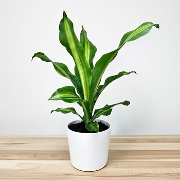 Dracaena Fragrans Burley Dracena Wonna P12