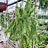 Paproć Królewska Nephrolepis P22 wisząca