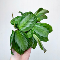 Maranta leuconeura Silver Band P9