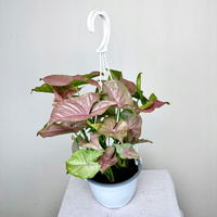 Syngonium Neon Robusta Zroślicha P15 wisząca