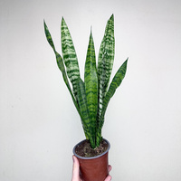 Sansewieria gwinejska Black Coral Sansevieria trifasciata P12