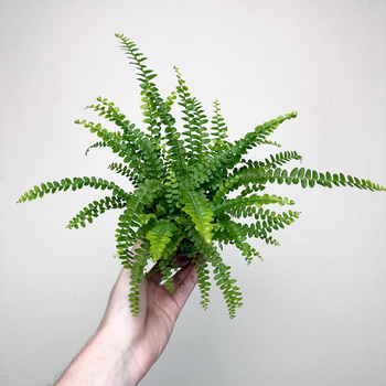 Paproć Duffy Nephrolepis P9