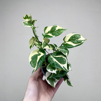 Epipremnum N'Joy P9