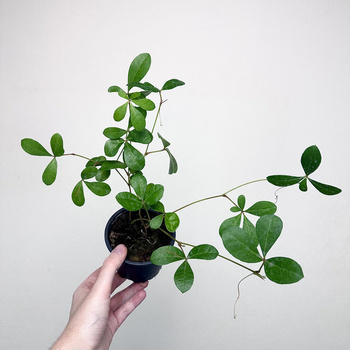 Cissus digitata Cissus palczasty