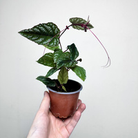 Cissus discolor P9