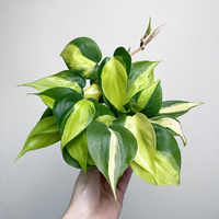 Philodendron Scandens Brasil Filodendron P9