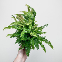 Adiantum Bronze Venus Paproć P12