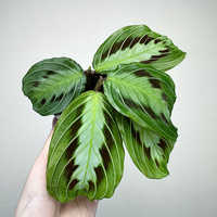 Maranta Black P9